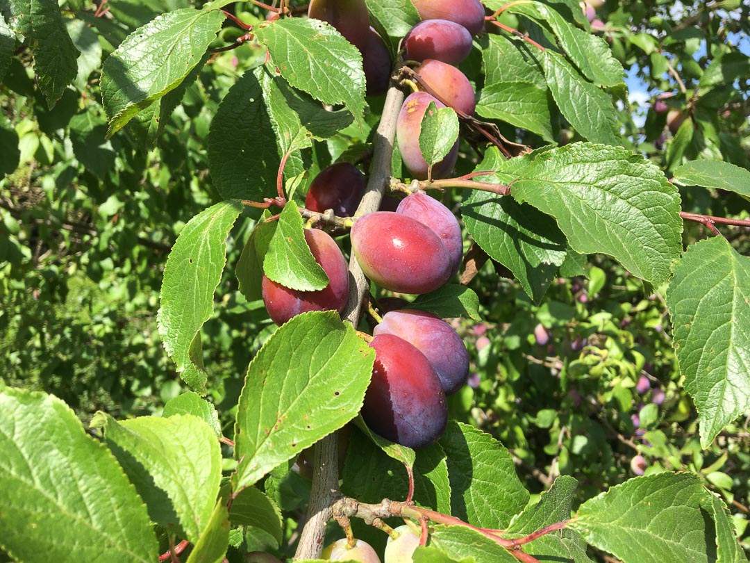 What is the low FODMAP diet? Pesky Veggie